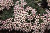 <em>Junellia patagonicum</em>